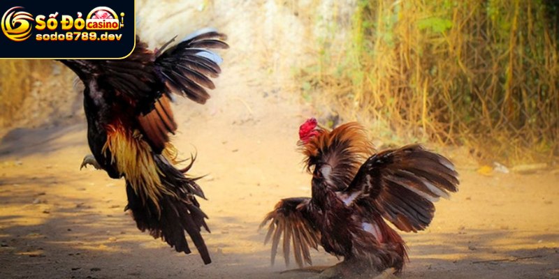 Điểm nổi bật ghi điểm của đá gà Aog