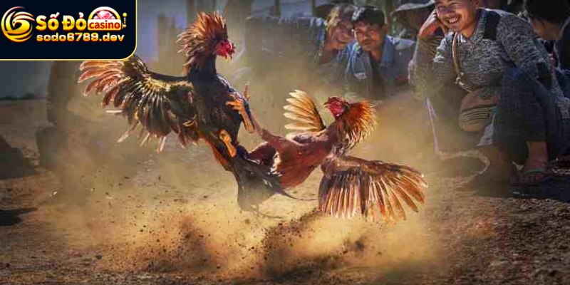 Hướng dẫn tham gia đá gà Aog dễ dàng