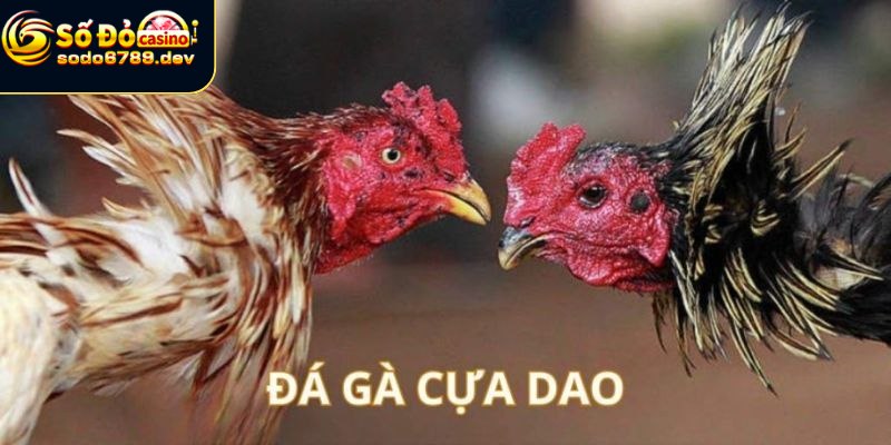 Gà cựa dao hấp dẫn vì những lý do nào