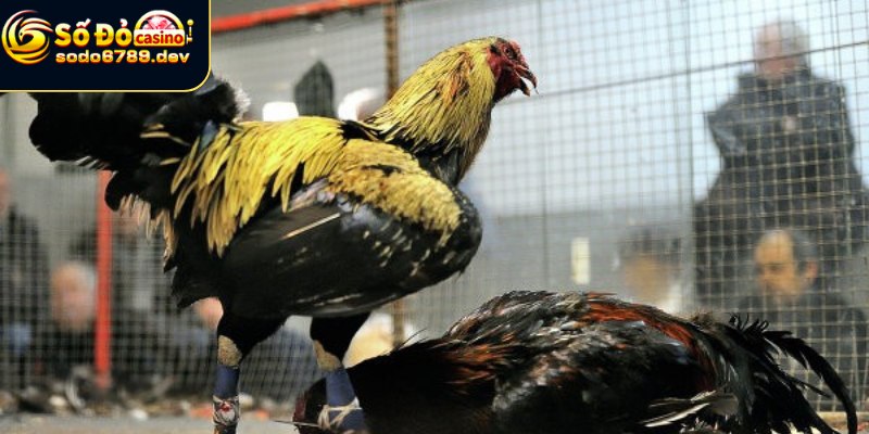 Đá gà cựa sắt tại sao hấp dẫn như vậy