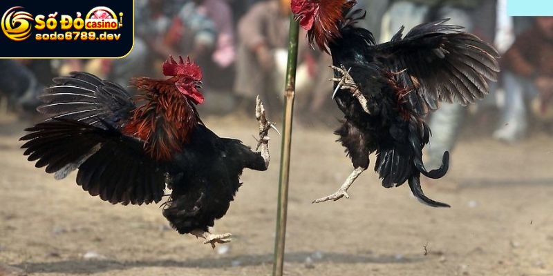 Lý do đá gà thu hút đông đảo người chơi