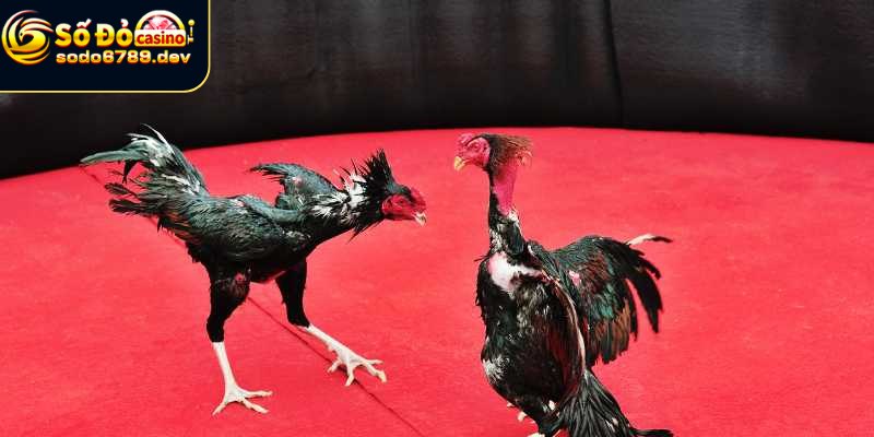 Cách chơi và lưu ý quan trọng khi đá gà