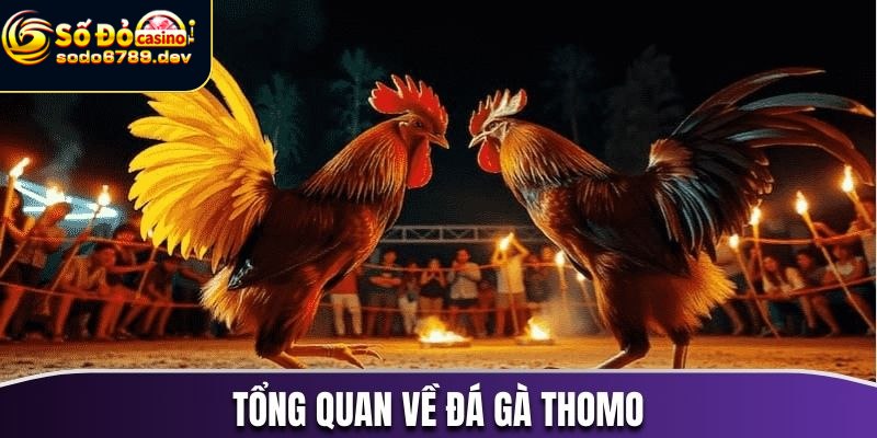 Đá gà Thomo - Trò chơi giải trí kịch tính