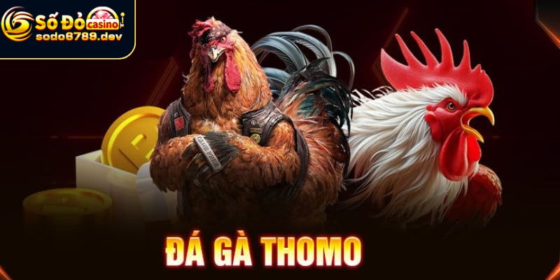Lý do gà Thomo được nhiều người chọn thi đấu